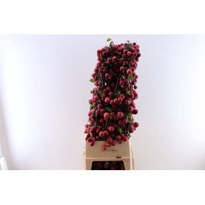 Malustak Red 120cm P Stem