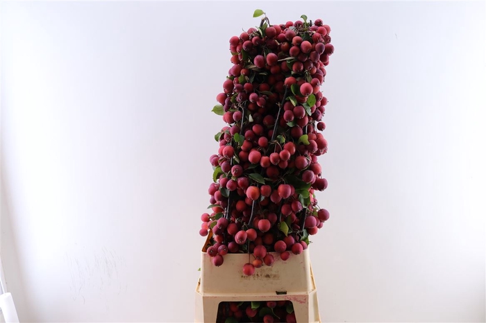 <h4>Malustak Red 120cm P Stem</h4>
