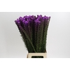Liatris Callilepis