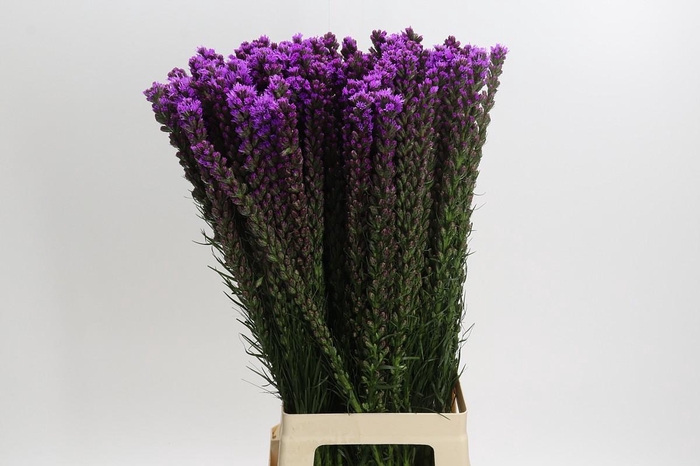 <h4>Liatris Callilepis</h4>