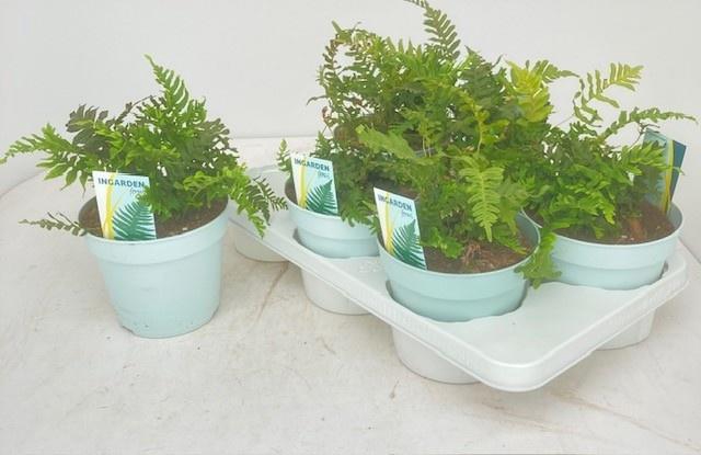 <h4>POLYP VULGARE</h4>