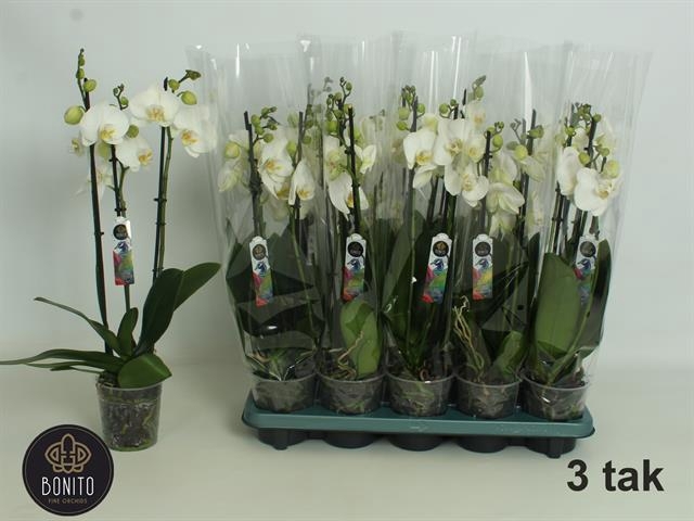 <h4>PHAL WHITE NOTTINGHAM 3 TAK</h4>