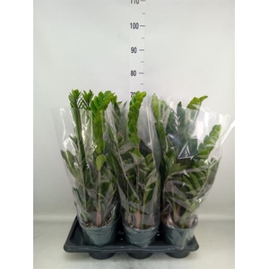 Zamioculcas zamiifolia