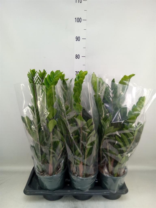 <h4>Zamioculcas zamiifolia</h4>