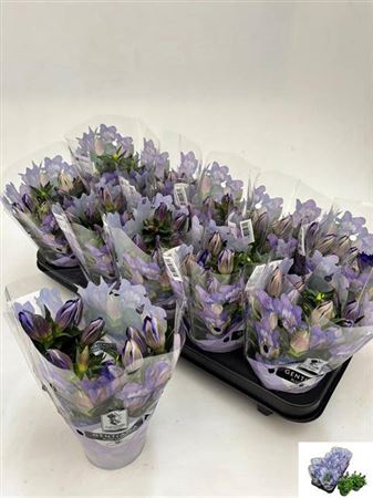 <h4>Gentiana scabra Rocky Diamond Blue Heart</h4>