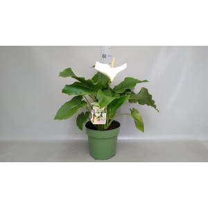 Zantedeschia aeth. 'Crowborough'