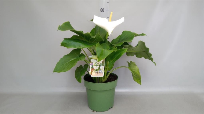 <h4>Zantedeschia aeth. 'Crowborough'</h4>