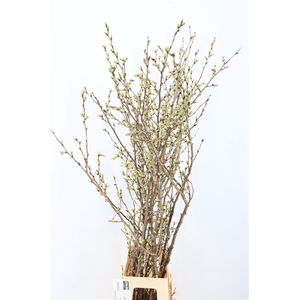 Prunus Japan Cherryblossem