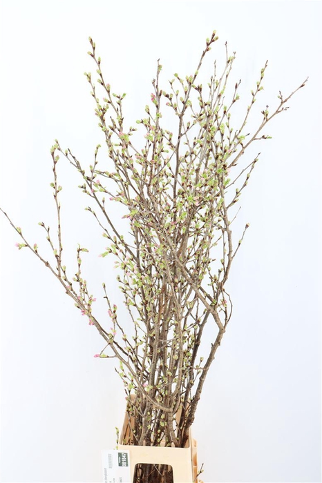 <h4>Prunus Japan Cherryblossem</h4>