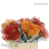 Leuco Mix