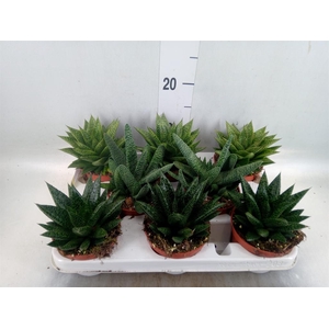 Aloe   ...mix