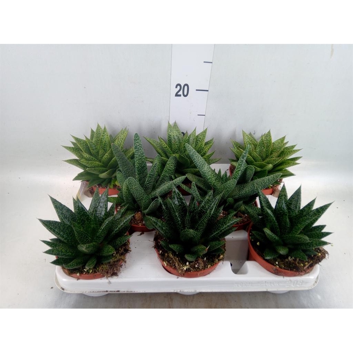 <h4>Aloe   ...mix</h4>