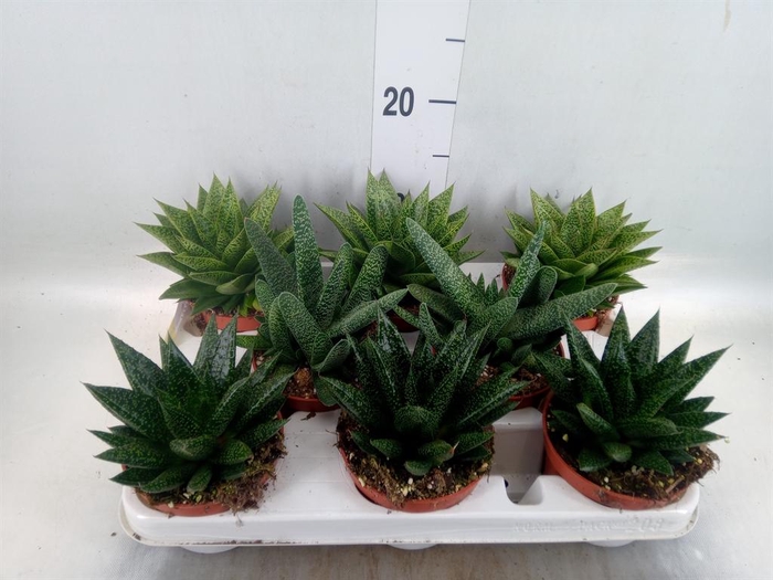 Aloe   ...mix