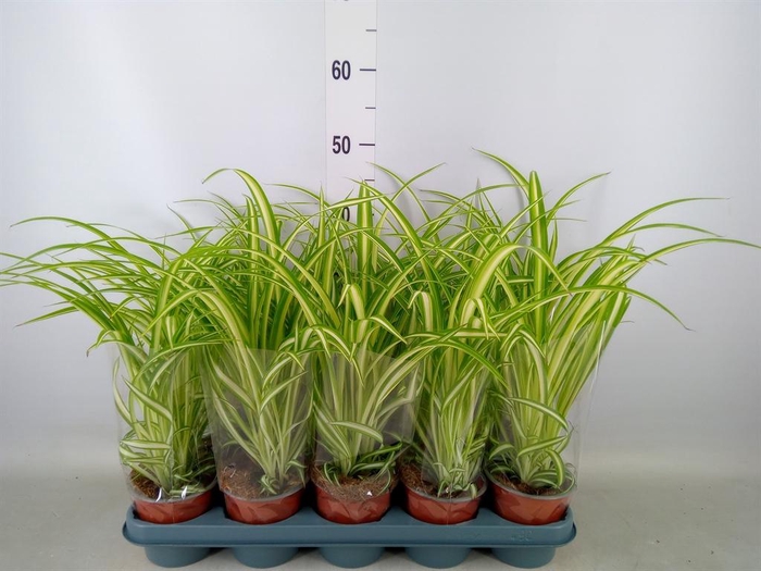 <h4>Chlorophytum com. 'Variegatum'</h4>