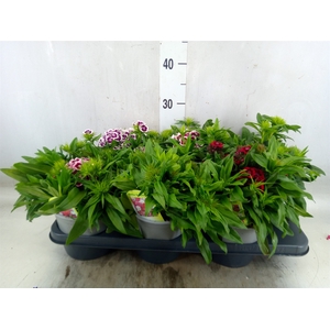 Dianthus barb. 'Barbarini'   ...mix