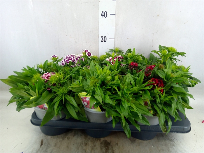 <h4>Dianthus barb. 'Barbarini'   ...mix</h4>