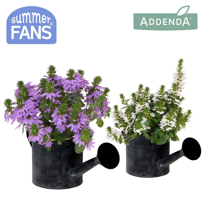 <h4>Scaevola mix in Watering Can pot</h4>