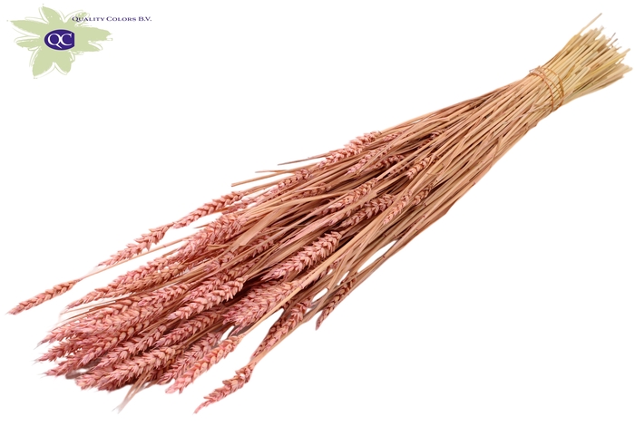 Triticum (sunbleached) per bunch Frosted Light Pink