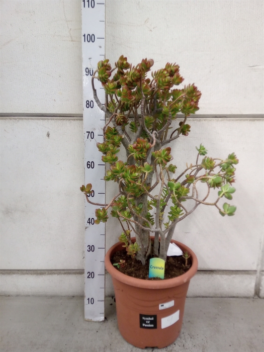 <h4>Crassula ovata 'Minor'</h4>