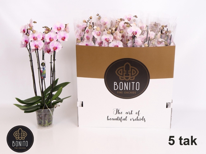 <h4>PHAL AN DENVER</h4>