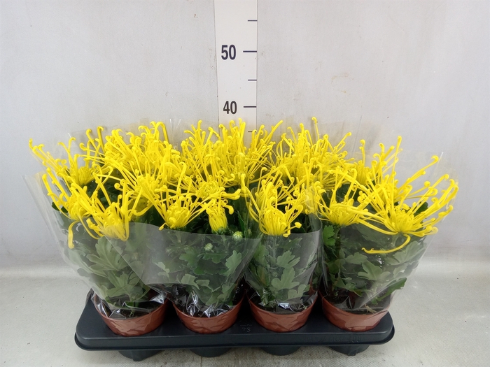 <h4>Chrysanthemum  'Fireworks Yellow'</h4>