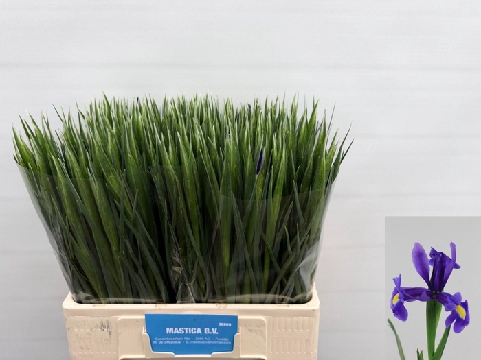 <h4>Iris Blue Magic</h4>