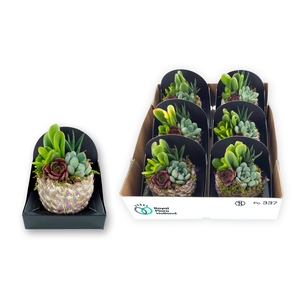 ARR SUCCULENTEN