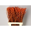 Salix Snowflake 70cm Orange