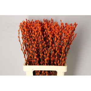 Salix Snowflake 70cm Orange