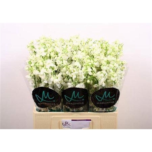 Delph En Be An White