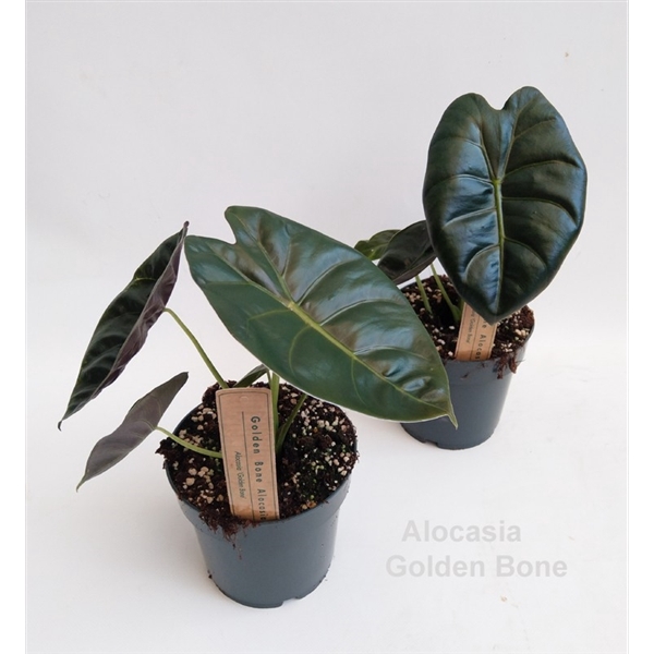 <h4>Alocasia Golden Bone 14cm</h4>