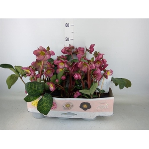 Helleborus  'Fkiss Elemental'