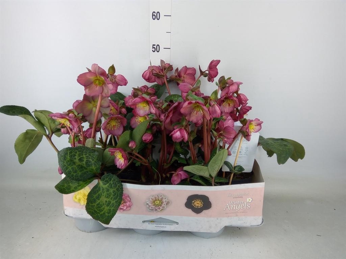 <h4>Helleborus  'Fkiss Elemental'</h4>
