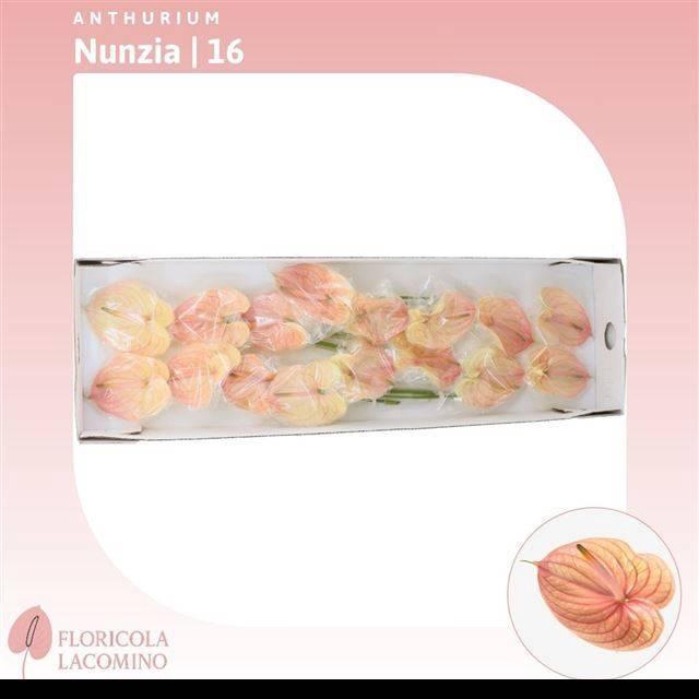 <h4>Anth A Nunzia</h4>