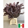EUC CINEREA PB VERF ROOD