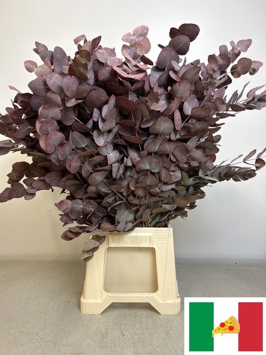 EUC CINEREA PB VERF ROOD