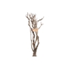 Syringa Branch Extra Roualt