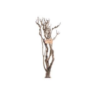 Syringa Branch Extra Roualt