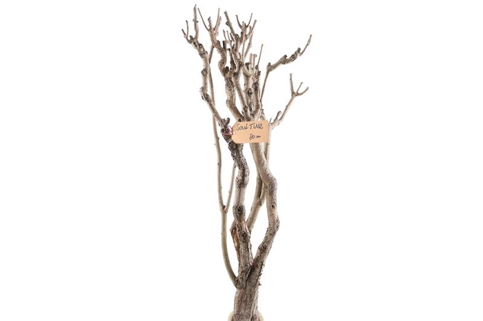 <h4>Syringa Branch Extra Roualt</h4>