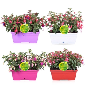FUCHSIA B F GEM