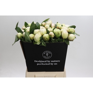 Paeonia Bowl Of Cream