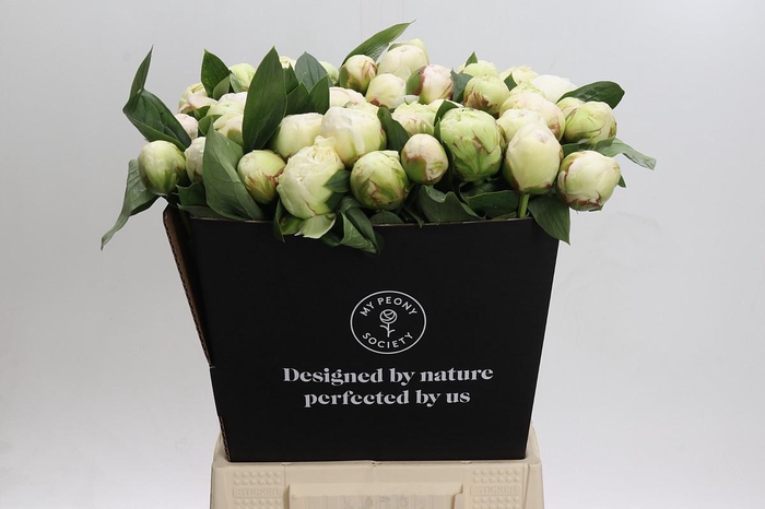 <h4>Paeonia Bowl Of Cream</h4>