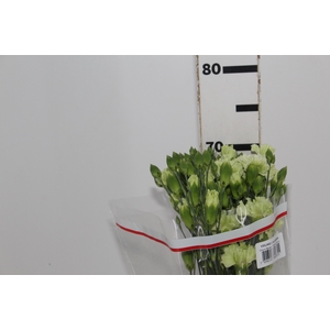 CRAVO SPRAY SKADI 070 CM