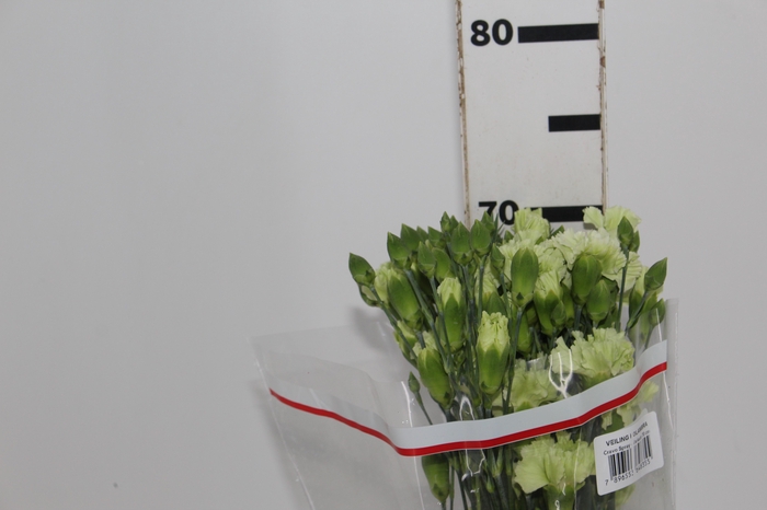 <h4>CRAVO SPRAY SKADI 070 CM</h4>