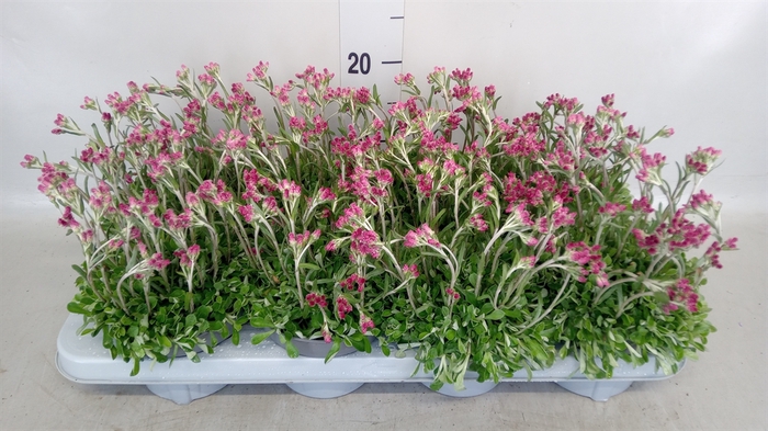 <h4>Antennaria dioica</h4>