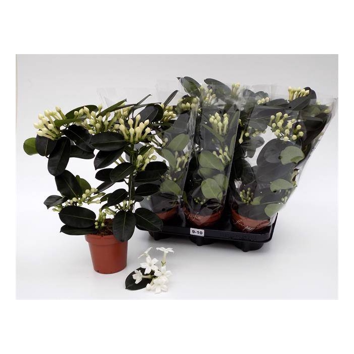 <h4>Stephanotis floribunda 12Ø 45cm 82fl</h4>