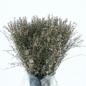 Ginster Wit P Bunch 400gram