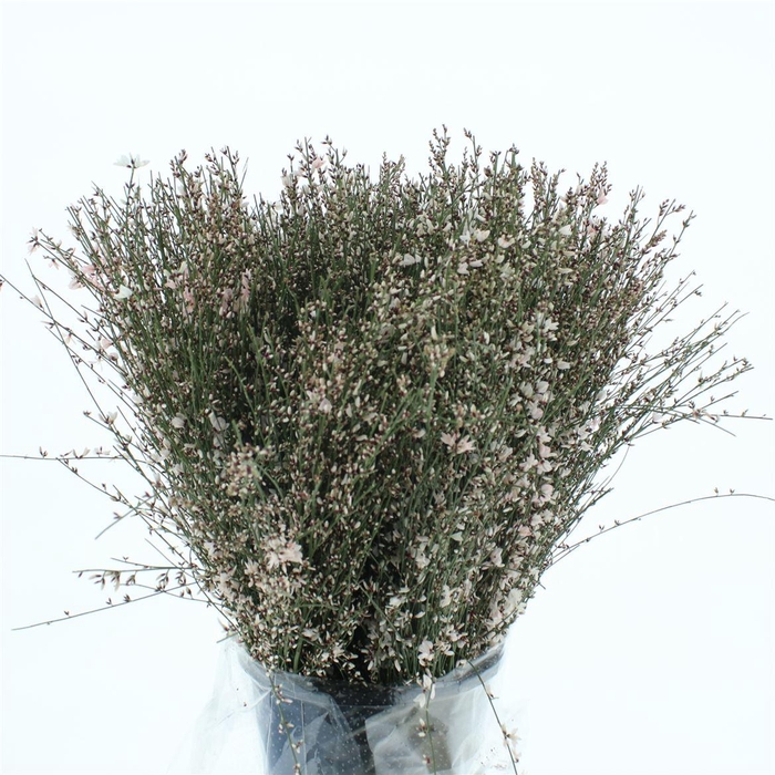 Ginster Wit P Bunch 400gram