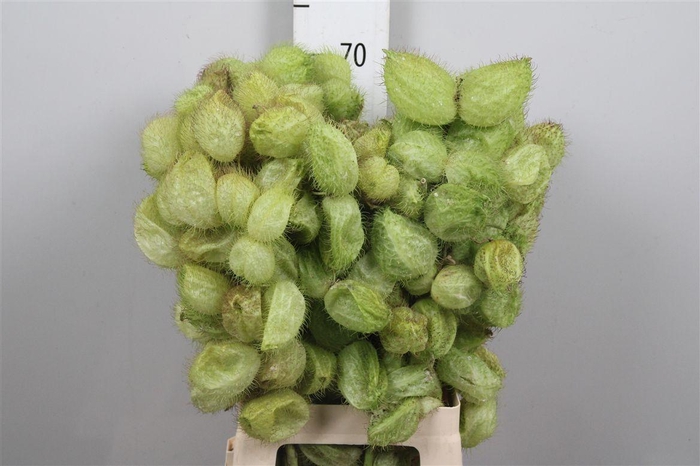 <h4>Gom Fr Moby Dick</h4>