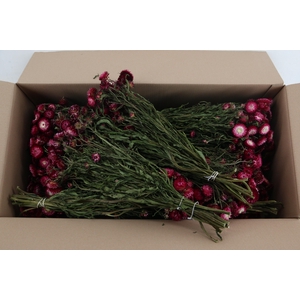 DF Helichrysum Bs Pink